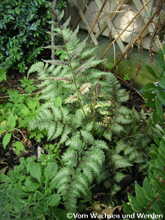2007-07-19_Athyrium niponicum Ursulas Redwz
