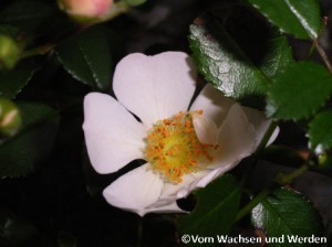 2007-08-10_Sternenflorwz