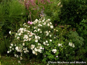 2007-08-29_2Sternenflor-querwz