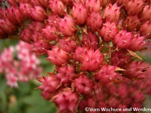 02-Sedum1Detail-2007-08-29wz