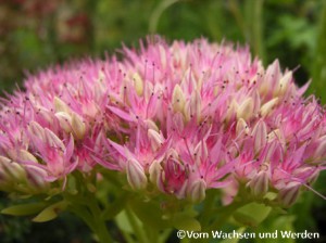 03-Sedum2Detail1-2007-08-29wz