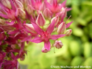 04-Sedum2Detail2-2007-08-29wz