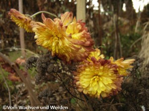 08_2008-01-18_Chrysanthemewz