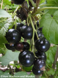 2008-07-14_SRklwz