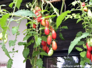 2010-03-03-Tomatenauswahl5wz