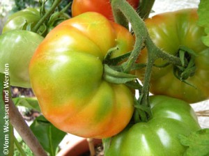 2010-03-03_Tomatenauswahl3wz