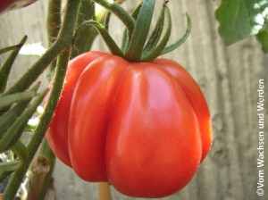2010-03-03_Tomatenauswahl4wz