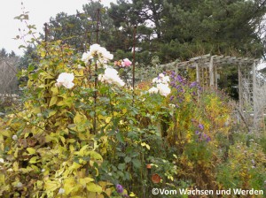 2010-11-10_03wz