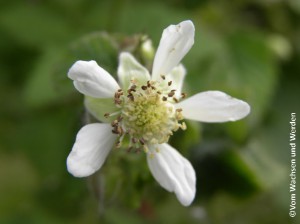 2011-05-14_10wz